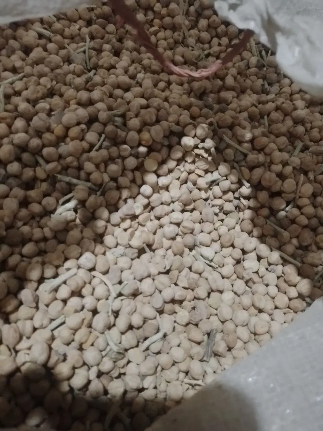 نخود دیم|عمده‌فروشی|سرولایت, |دیوار