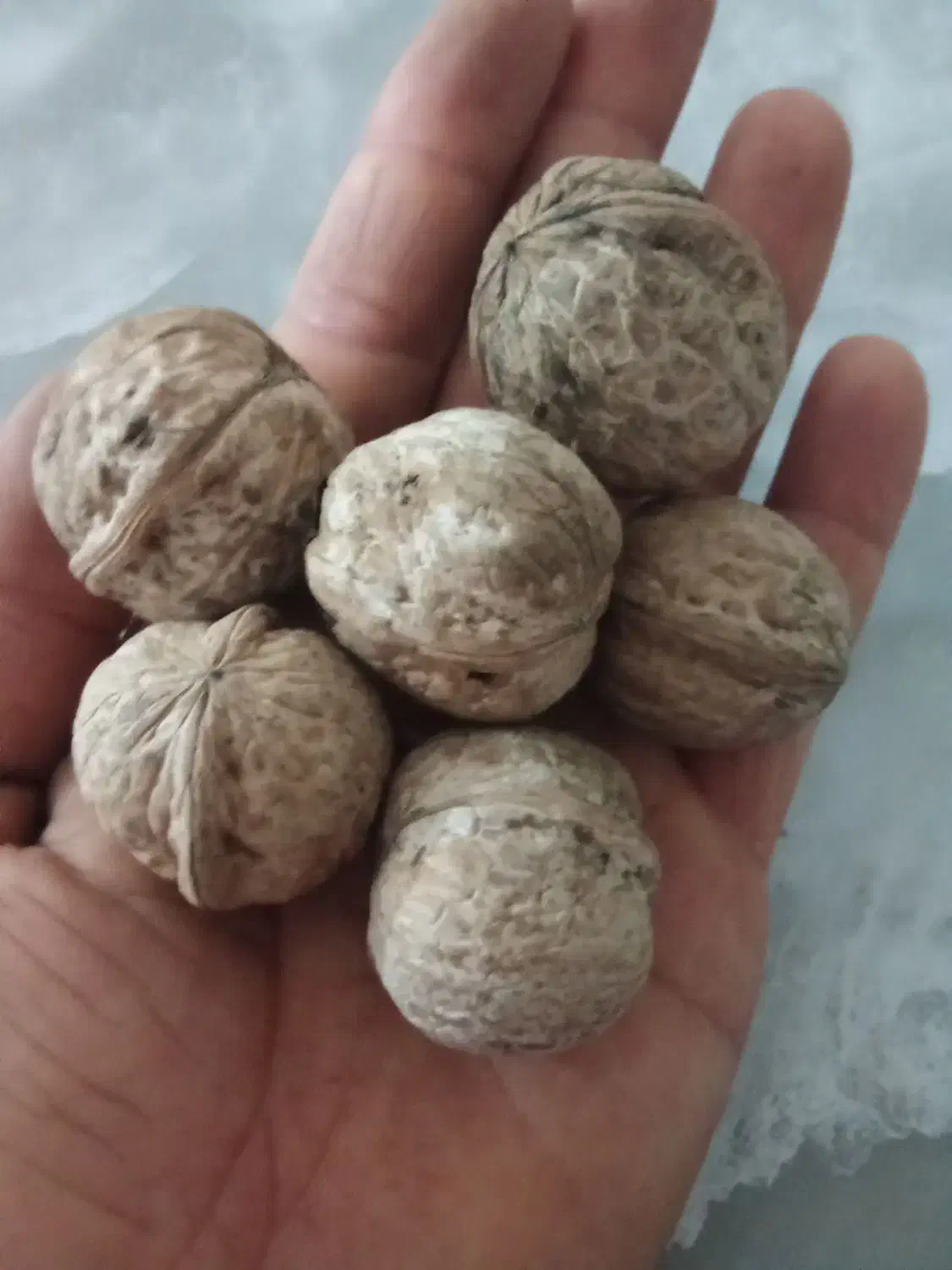 خریدار انواع گردو هستم|خدمات باغبانی و درختکاری|مریوان, |دیوار