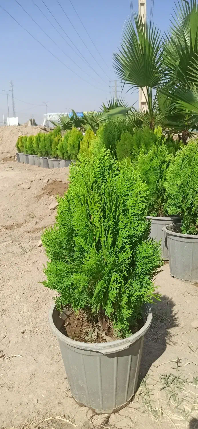 کاج کامیس توپی در ورامین|گل و گیاه طبیعی|ورامین, ورامین|دیوار