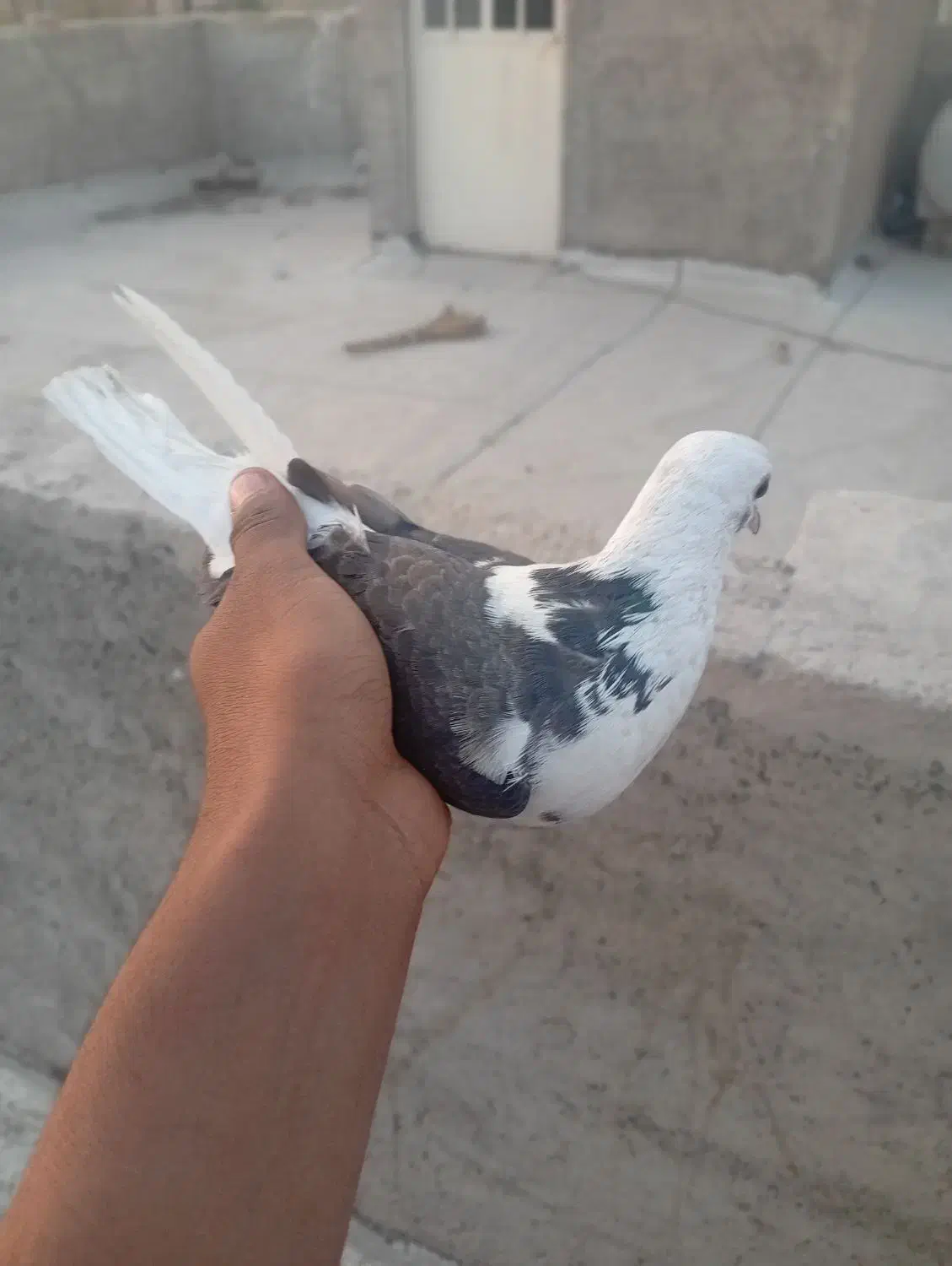 دوتا کبوتر تهرانی|پرنده|پاکدشت, پاکدشت (مامازند)|دیوار