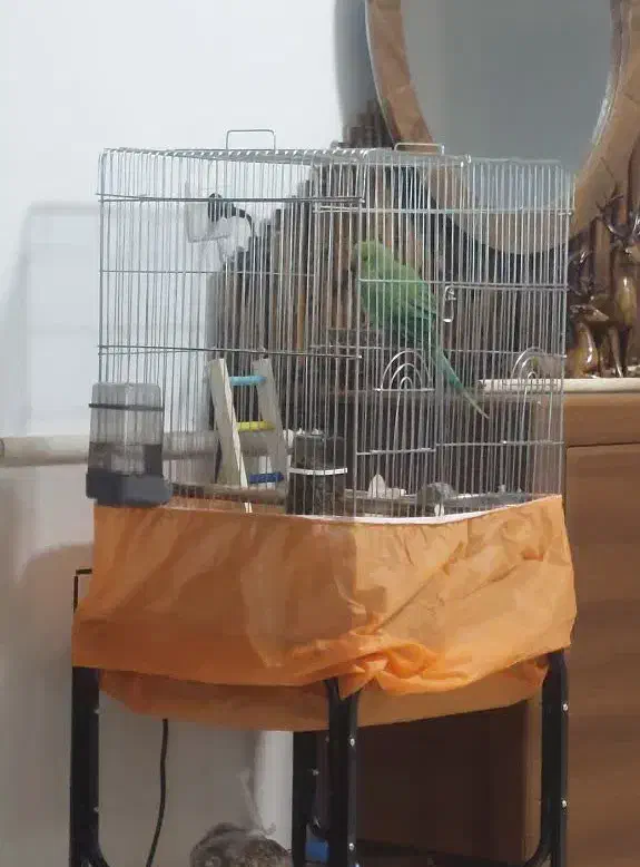 جوه طوطی ملنگو نر|پرنده|تایباد, |دیوار