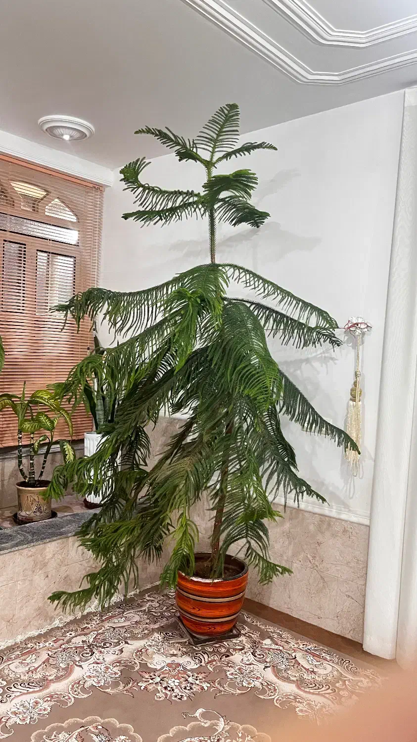 کاج مطبق|گل و گیاه طبیعی|کوهمره, |دیوار