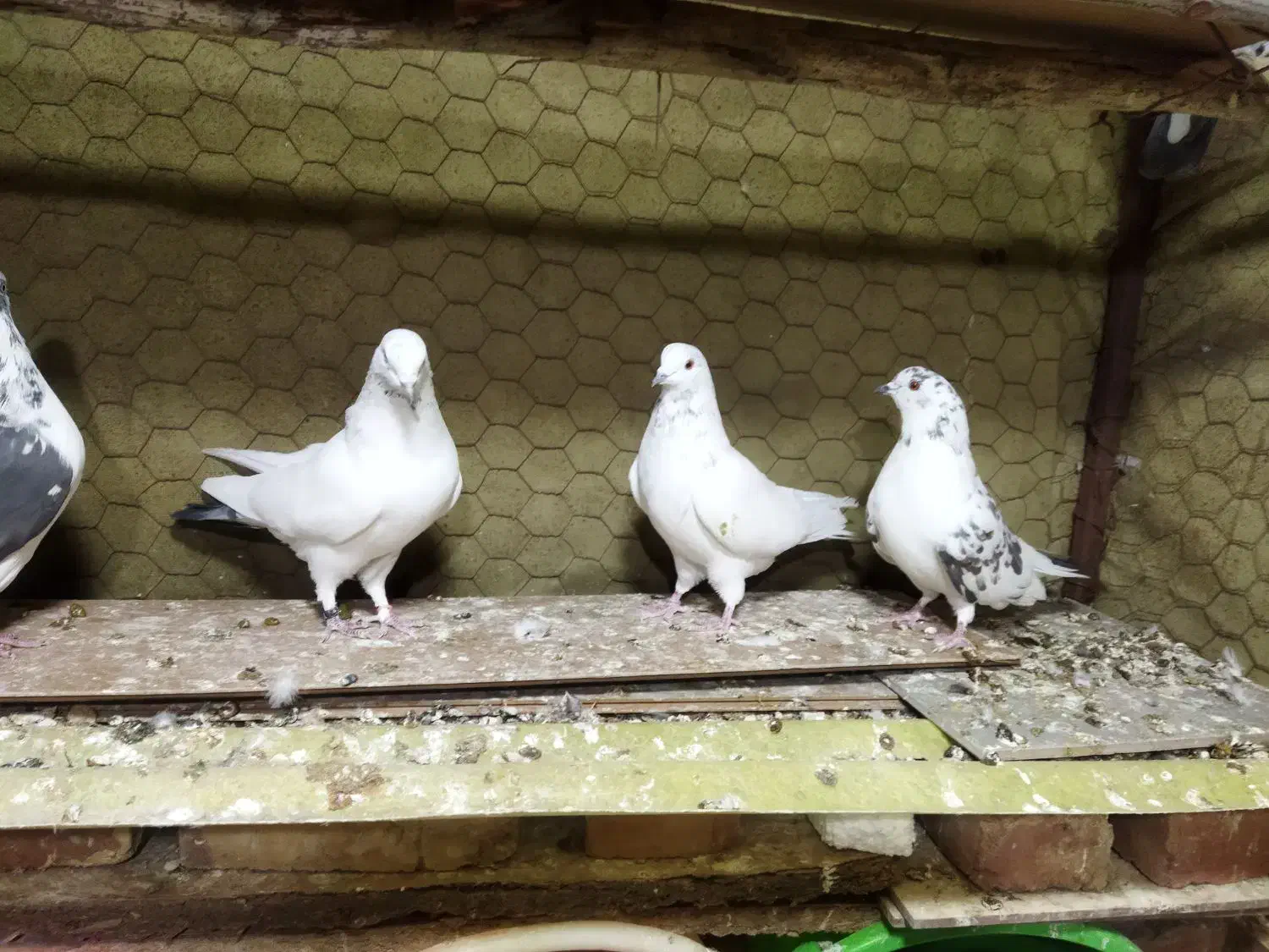 فروشی دو عدد نر|پرنده|نوشین شهر, |دیوار