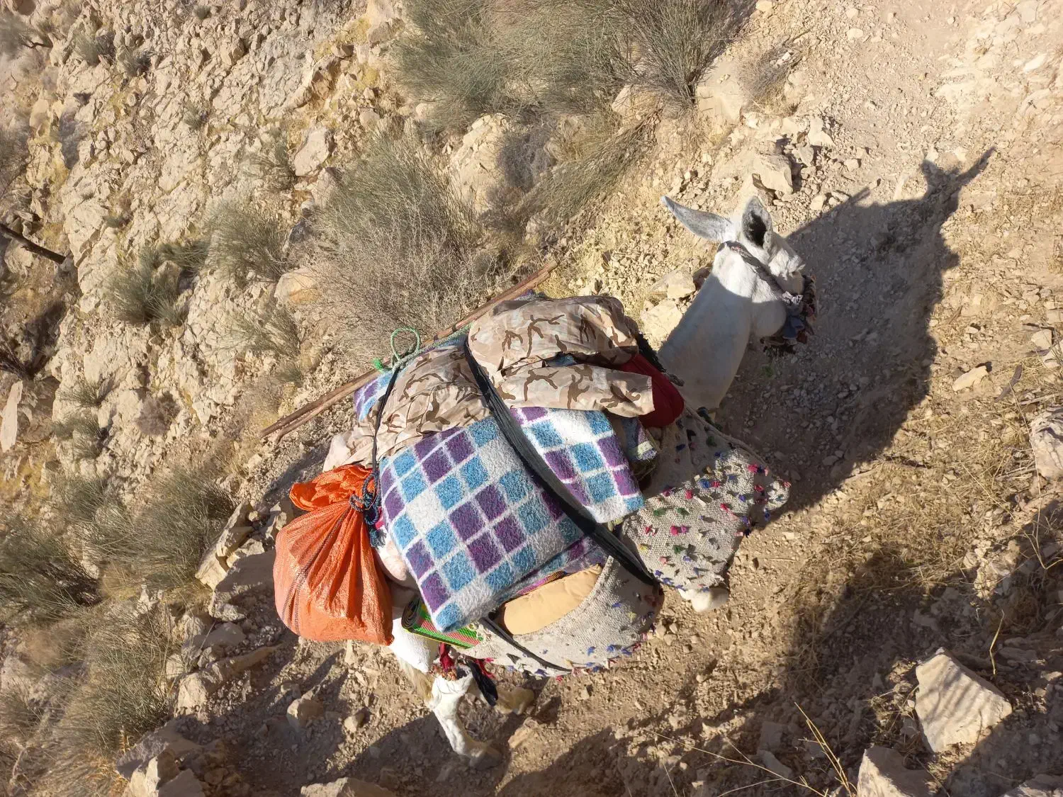 الاغ نر پنج ساله|حیوانات مزرعه|جره و بالاده, |دیوار