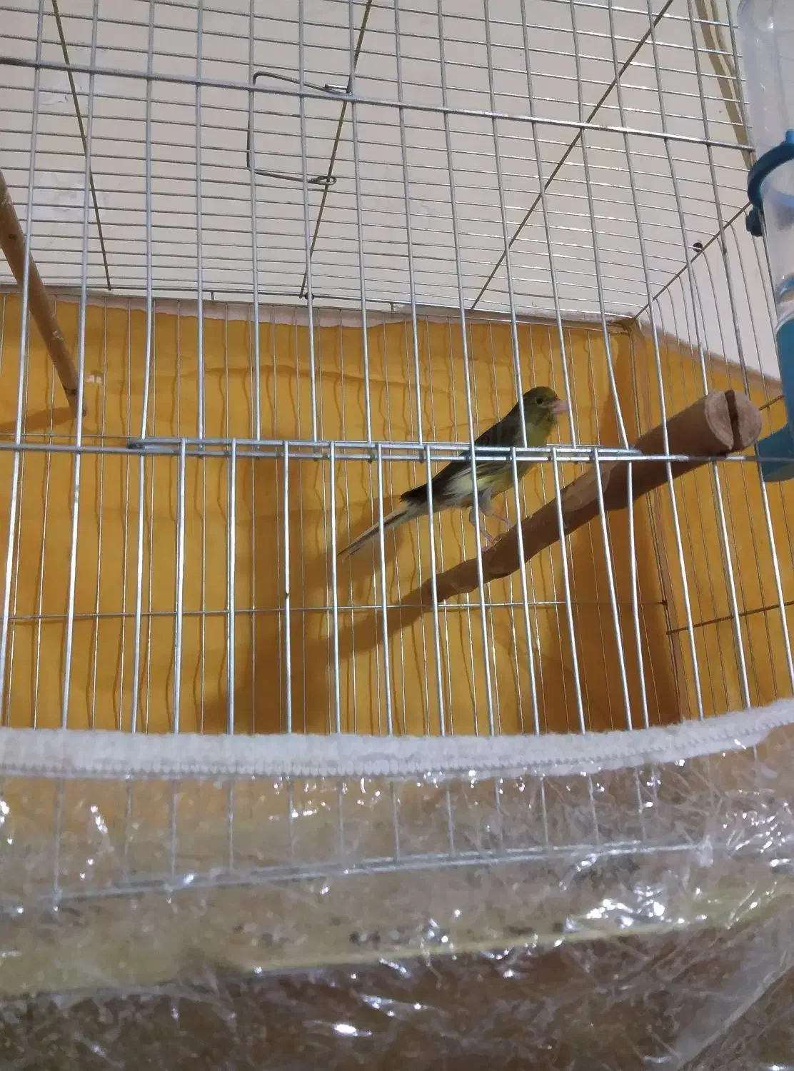 قناری ماده جوان پا جفت نرفته|پرنده|بن, |دیوار