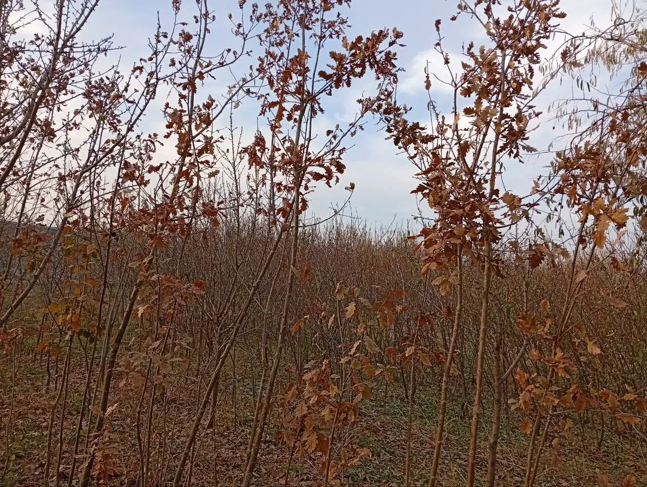 فروش نهال بادام آذر و نهال درخت بلوط|خدمات باغبانی و درختکاری|خسروشاه, |دیوار