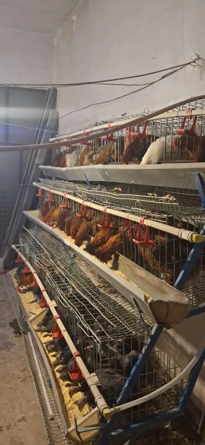 مرغ|حیوانات مزرعه|قیدار, |دیوار