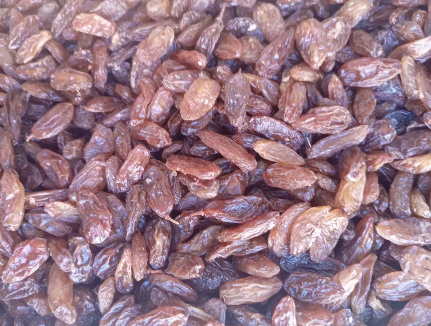 گله آفتابی|خوردنی و آشامیدنی|ششطراز, |دیوار