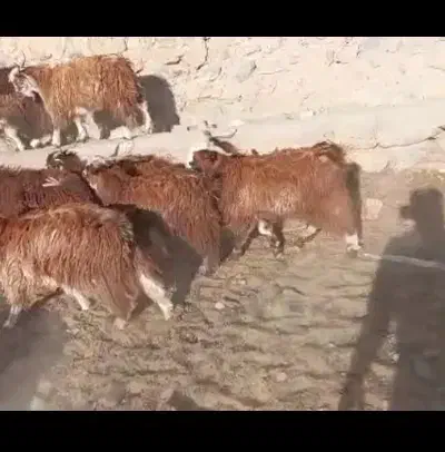 فروش ۸۰ رس کهر یک دست نر درج یک چاق|حیوانات مزرعه|یزد, |دیوار