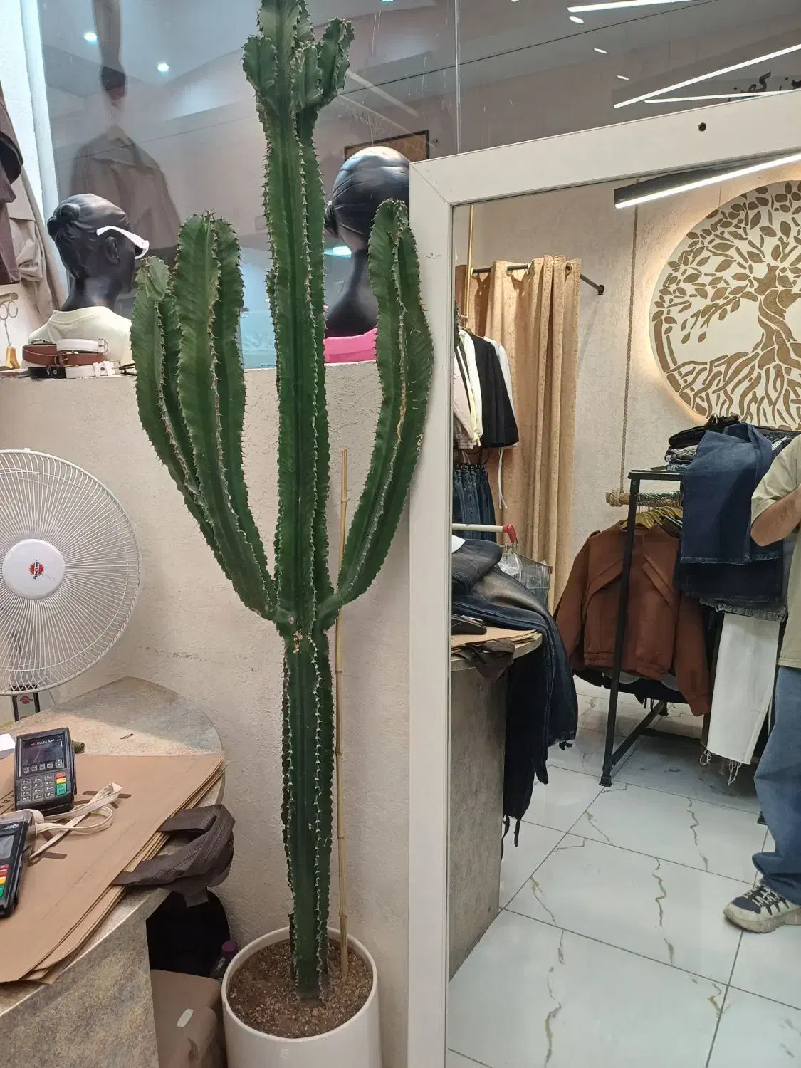 کاکتوس|گل و گیاه طبیعی|شیراز, شهرک قمشه|دیوار