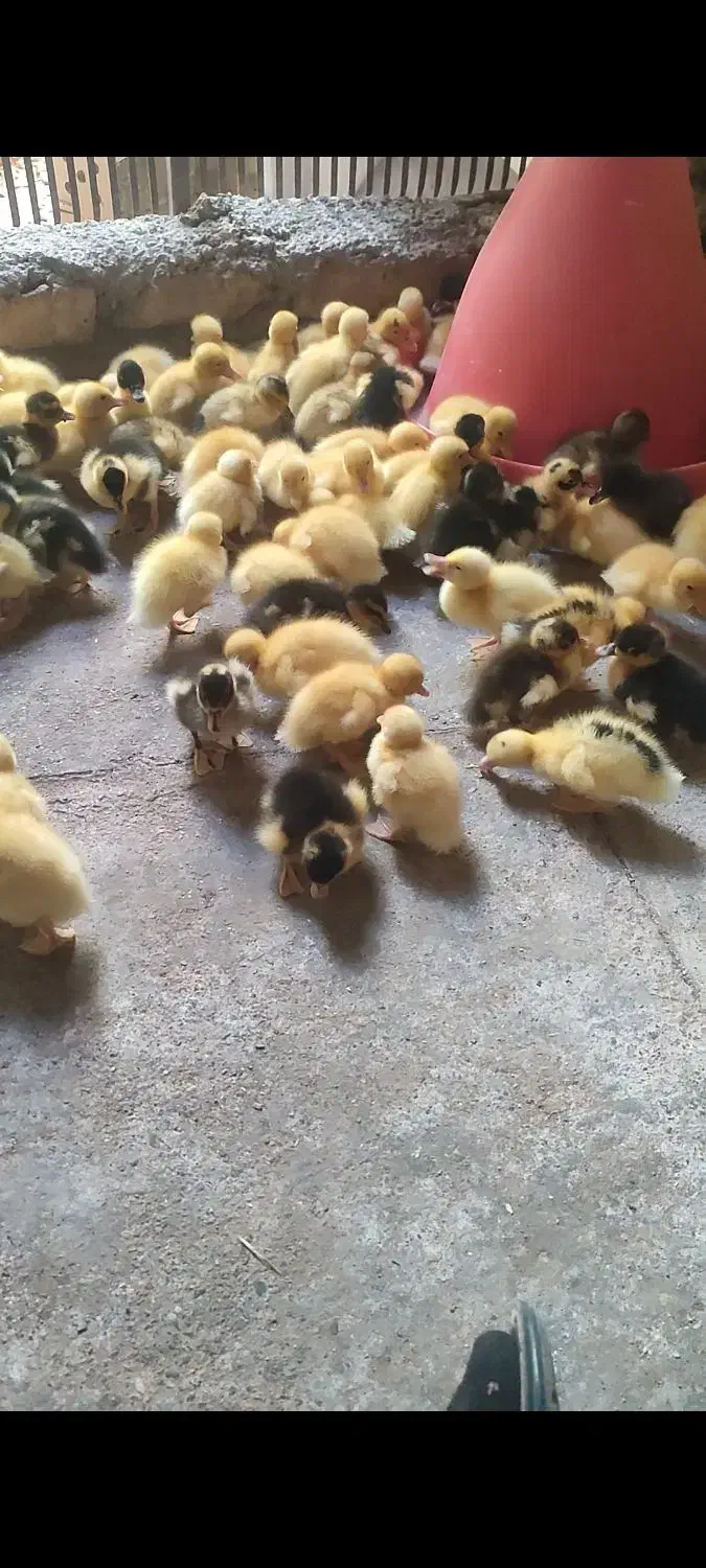 جوجه اردک . اردک اسراییلی|حیوانات مزرعه|اردکان, |دیوار