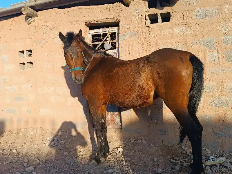 اسب مادیان|اسب و تجهیزات اسب‌سواری|چترود, |دیوار