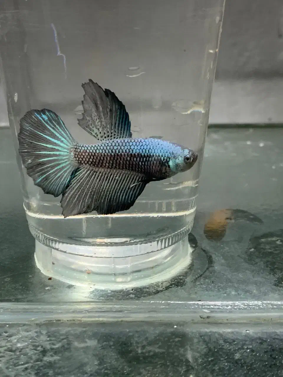 فایتر خاص پلاکت سامورایی و هافمون و..مخصوص تکثیر|ماهی|مشهد, کوی راد|دیوار