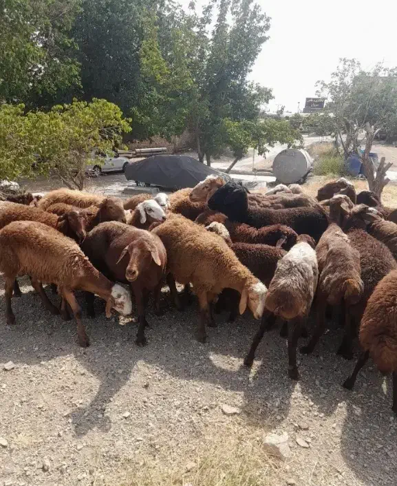 گوسفند چکی *نقد سبک  و سنگین|حیوانات مزرعه|مشهد, شهرک امام سجاد|دیوار