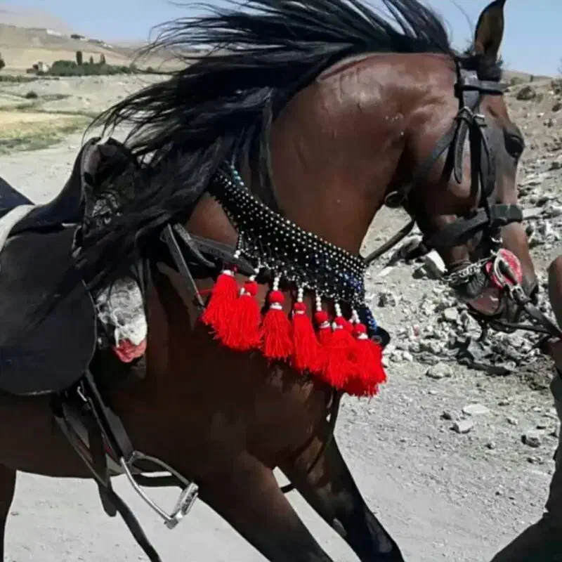 سردار کره سبلان خان|اسب و تجهیزات اسبسواری|سنقر, |دیوار