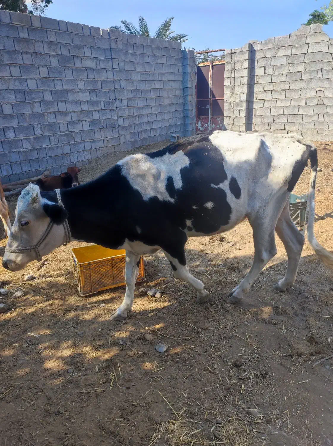 گاو داشتی|حیوانات مزرعه|میناب, |دیوار