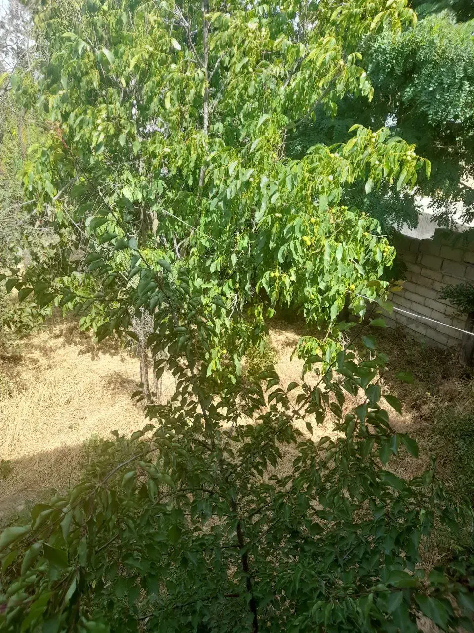 باغ ویلا کلنگی پر از درختان میوه ای .نمین|فروش زمین و ملک کلنگی|نمین, |دیوار