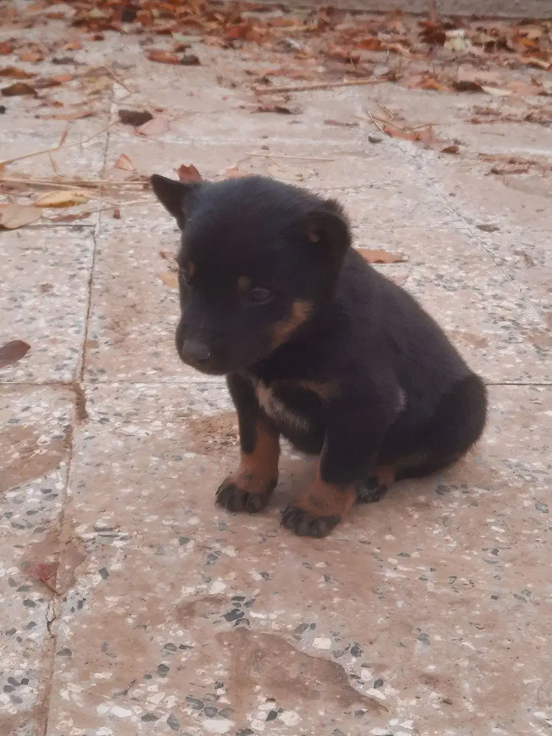 یک جفت توله ژرمن نرو ماده|سگ|تهران, فلاح|دیوار