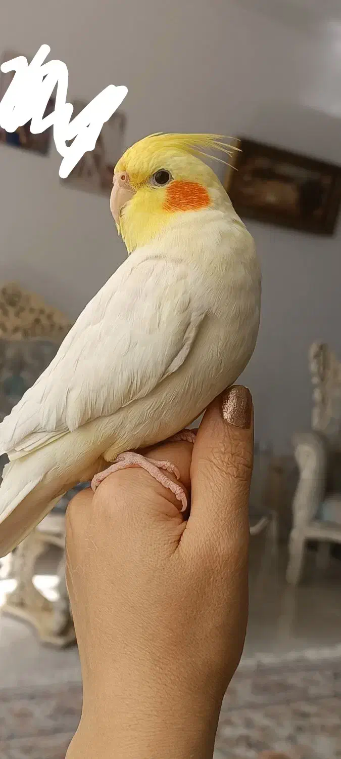 عروس هلندی|پرنده|کرمانشاه, |دیوار