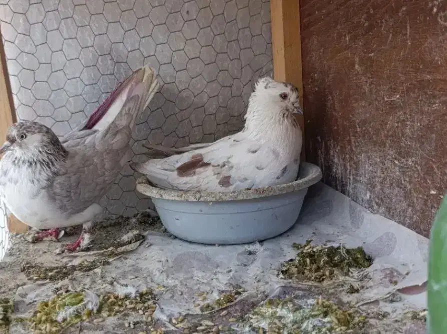 کفتر قلم کار نر گمشده|حیوانات|نسیمشهر, |دیوار