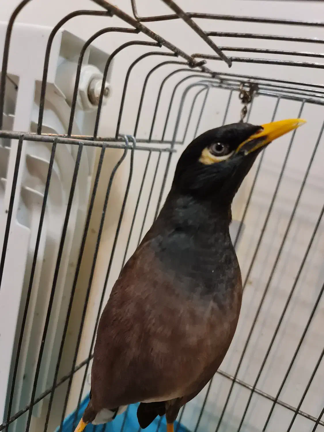 پرنده مینا سخنگو به همراه قفس و متعلقات|پرنده|تهران, شهران شمالی|دیوار