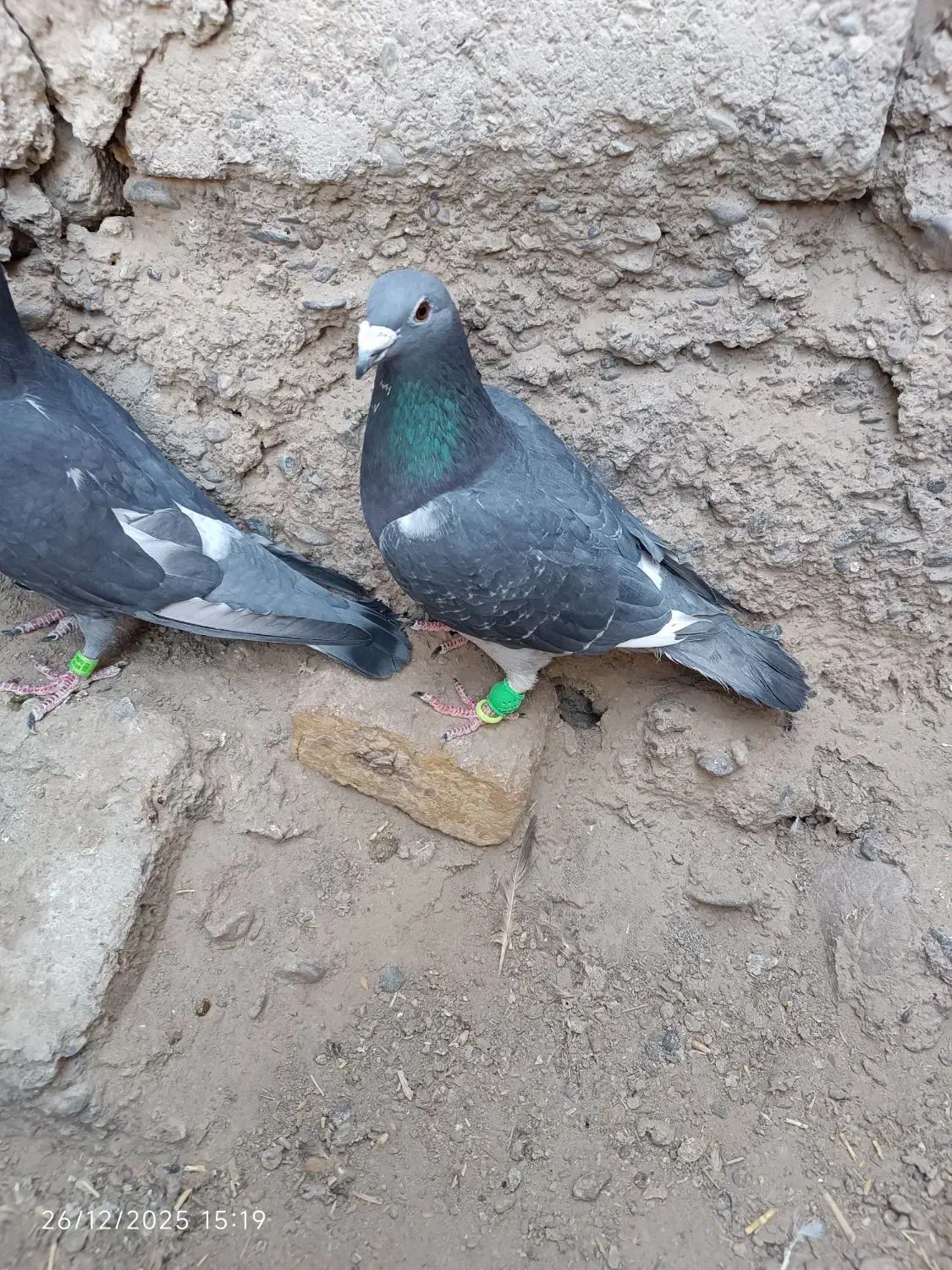 کبوتر|پرنده|زابل, |دیوار