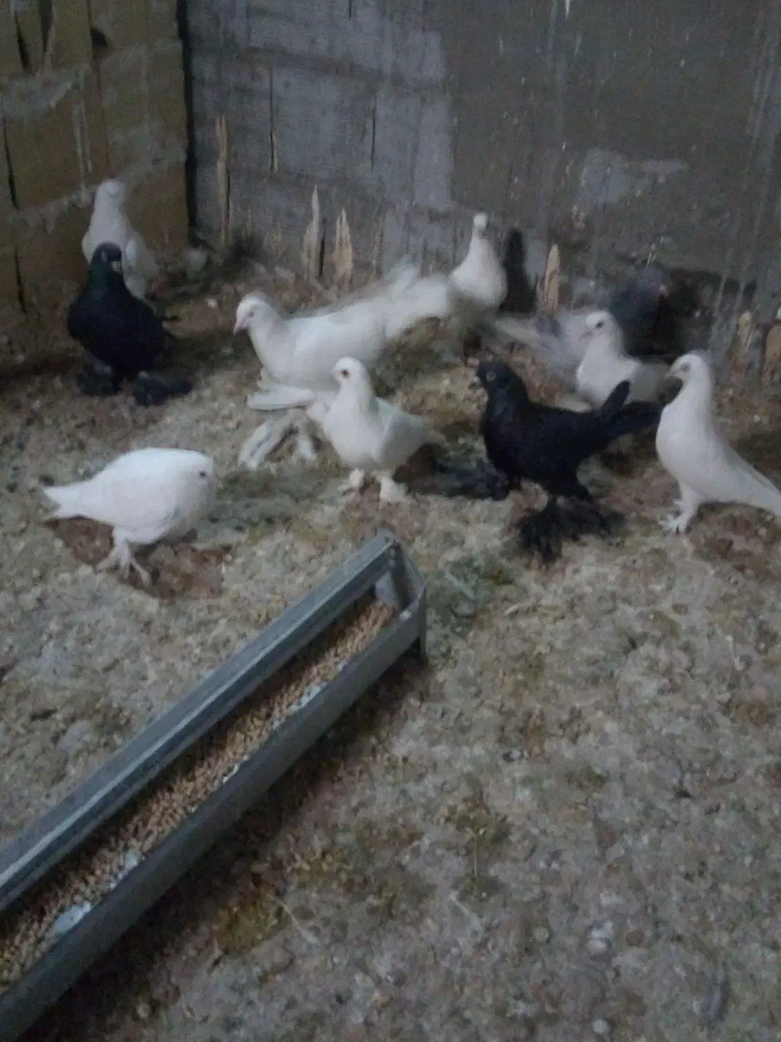 کفتر لوطی 11 عدد|پرنده|تبریز, |دیوار