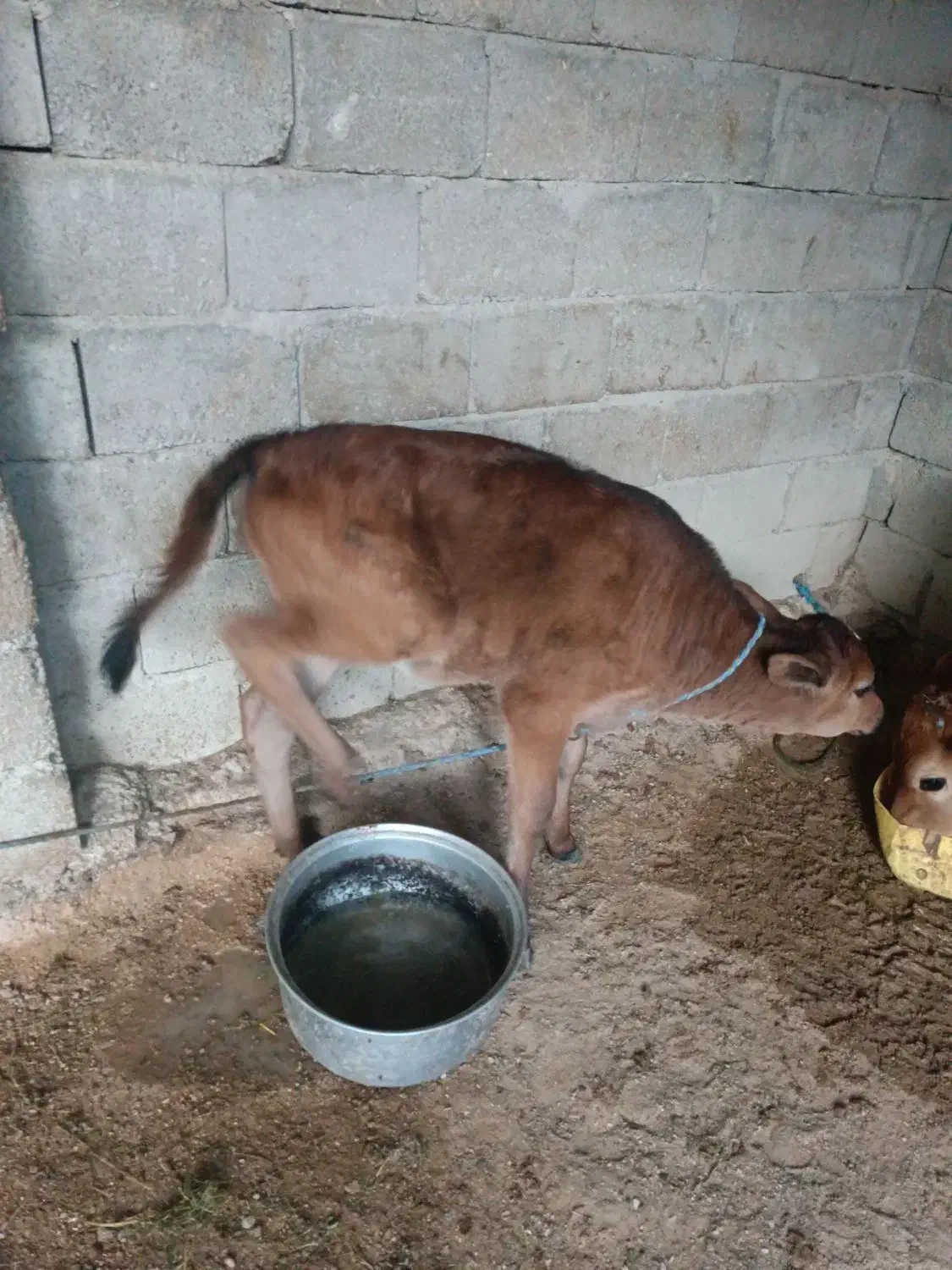 گاو ماده|حیوانات مزرعه|قشم, |دیوار