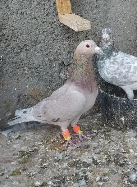 کبوتر|پرنده|سبزوار, توحیدشهر|دیوار