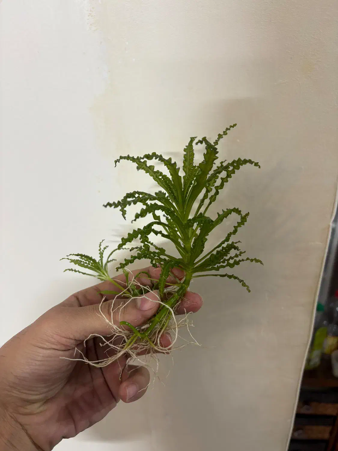 گیاه پلنت|ماهی|تهران, منیریه|دیوار