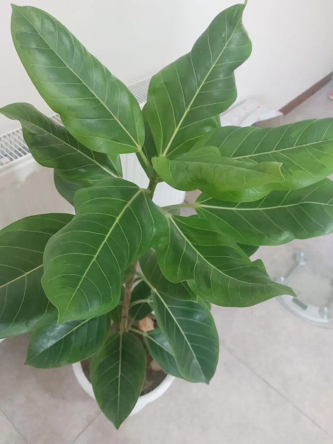 گل طبیعی|گل و گیاه طبیعی|شهریار, شهریار|دیوار