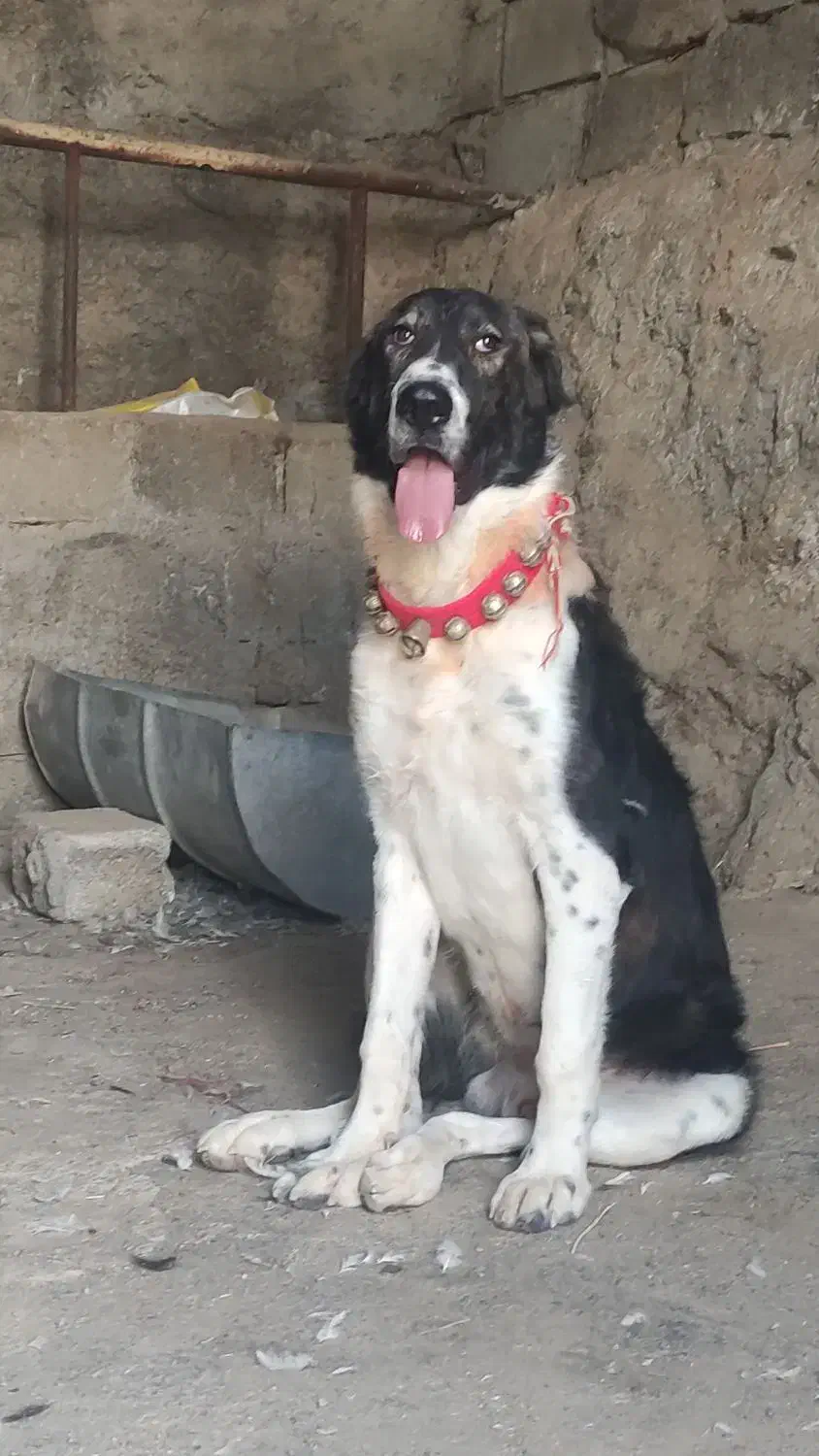 توله|سگ|سامان, |دیوار