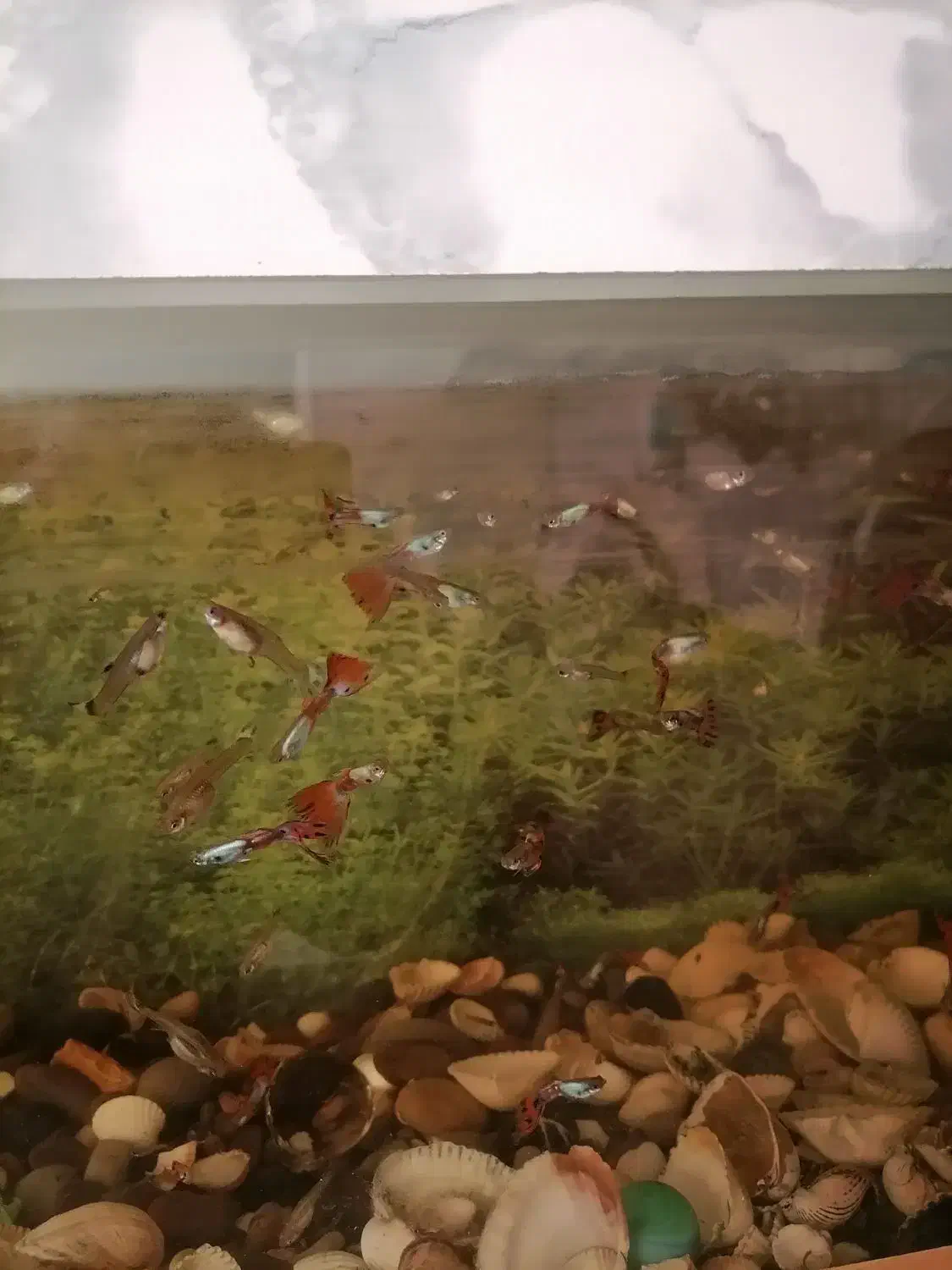 ماهی گوپی دانه 40هزار|ماهی|بیرجند, |دیوار