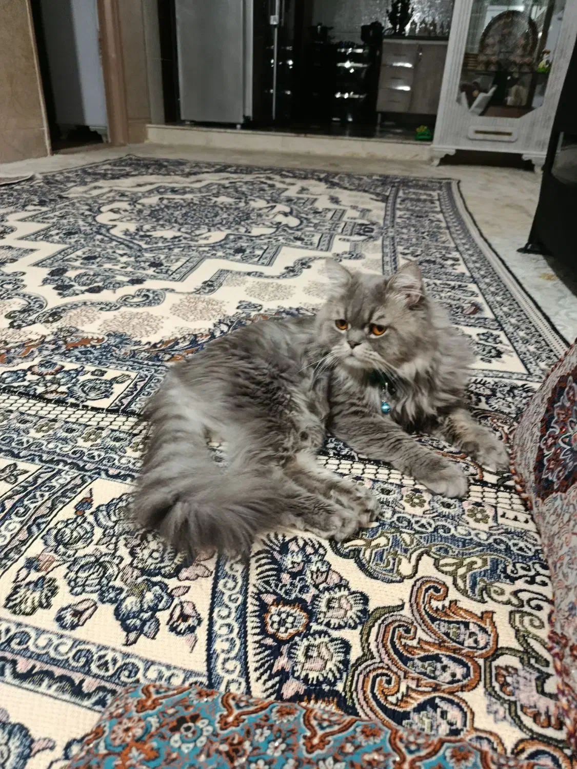 گربه پرشین|گربه|شاهرود, |دیوار