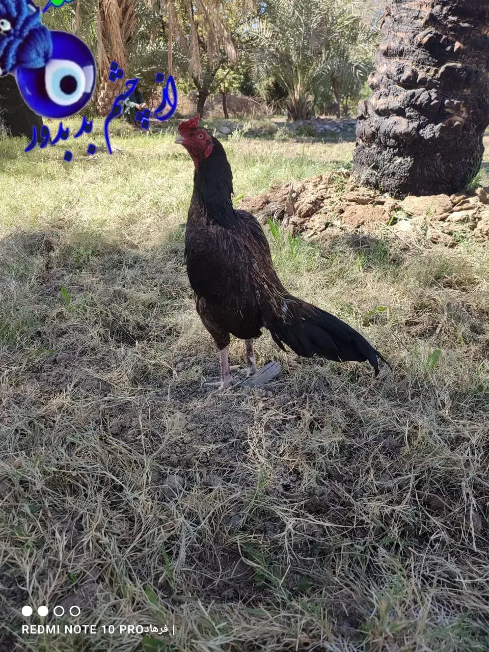 دوتا خروس خوب|حیوانات مزرعه|سراوان, |دیوار