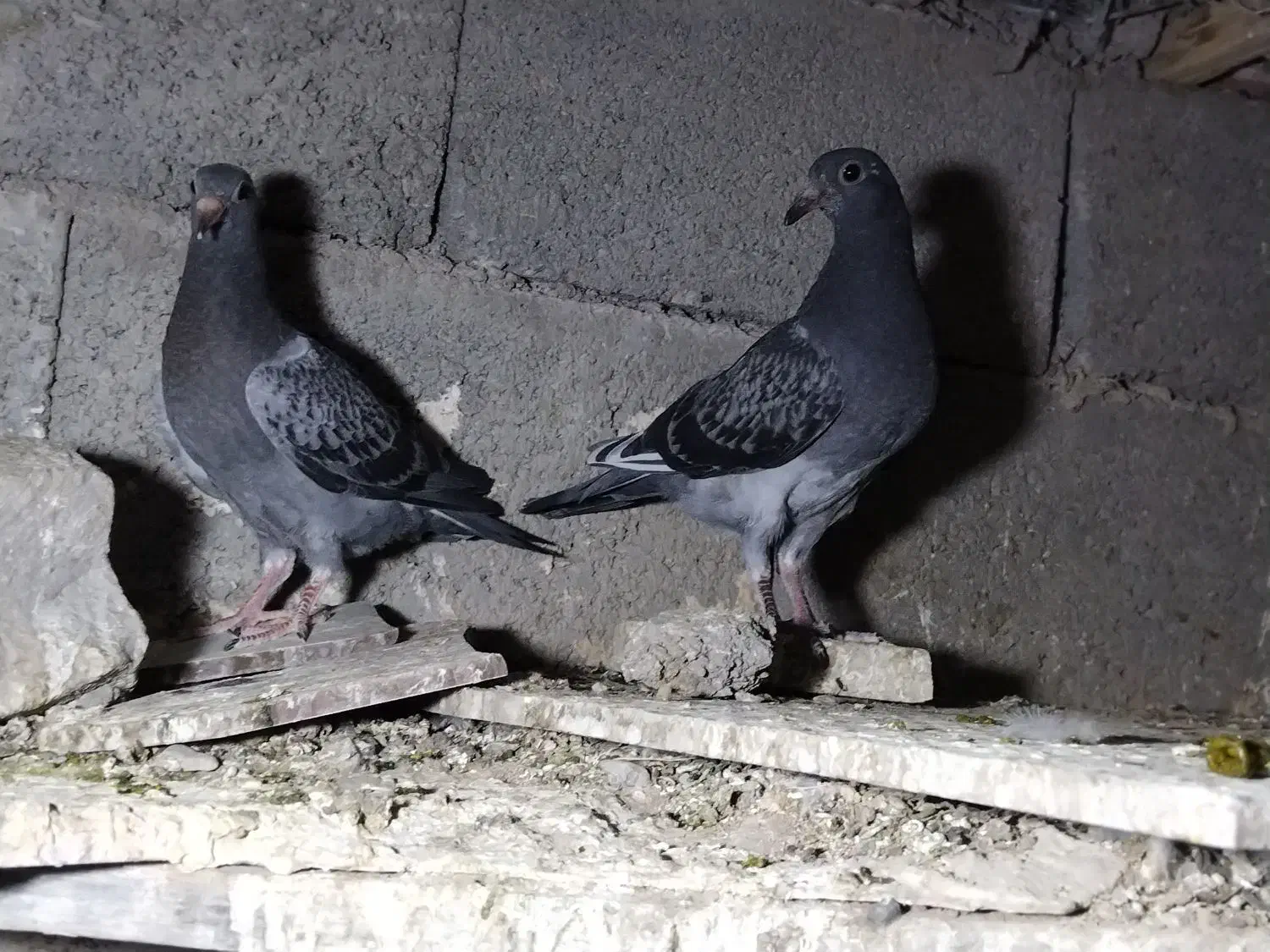 جوجه پولک|پرنده|درمیان, |دیوار