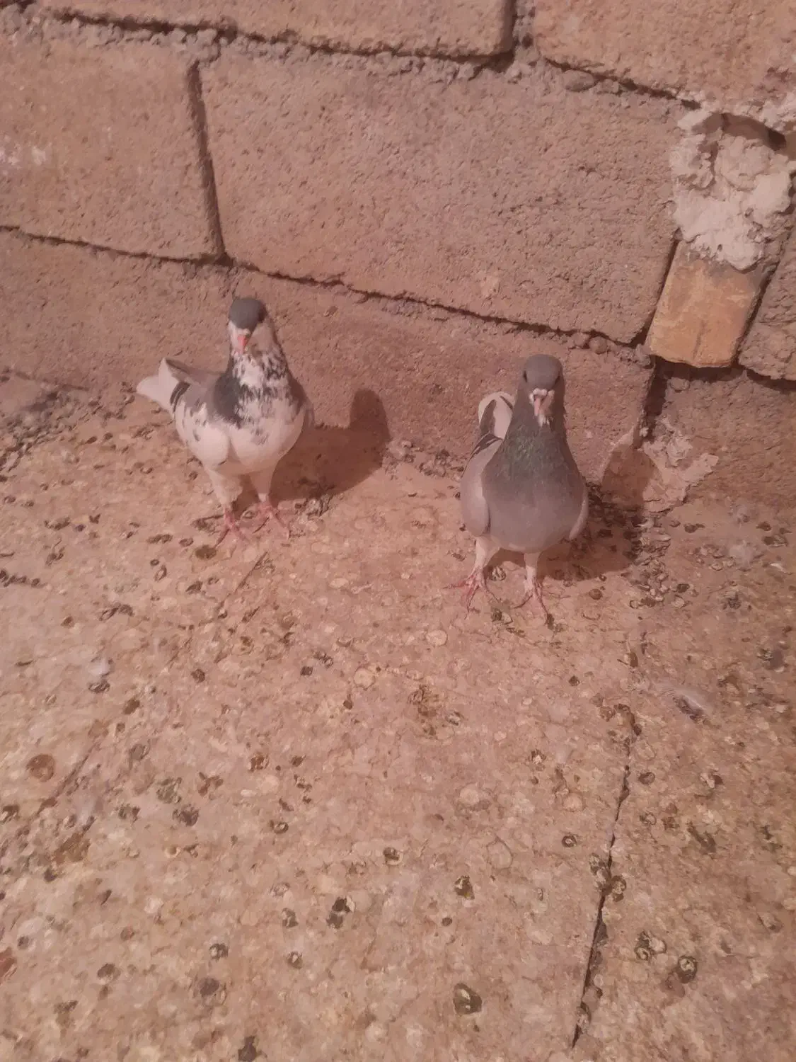 نرماده خشرنگسیاه چپ سبز بدرنگ سبز|پرنده|شیراز, فرودگاه شهید دستغیب شیراز|دیوار