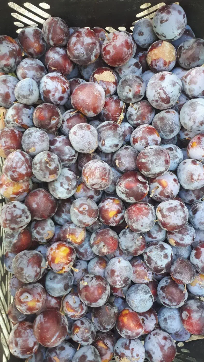 باغ|فروش زمین و ملک کلنگی|مرند, |دیوار