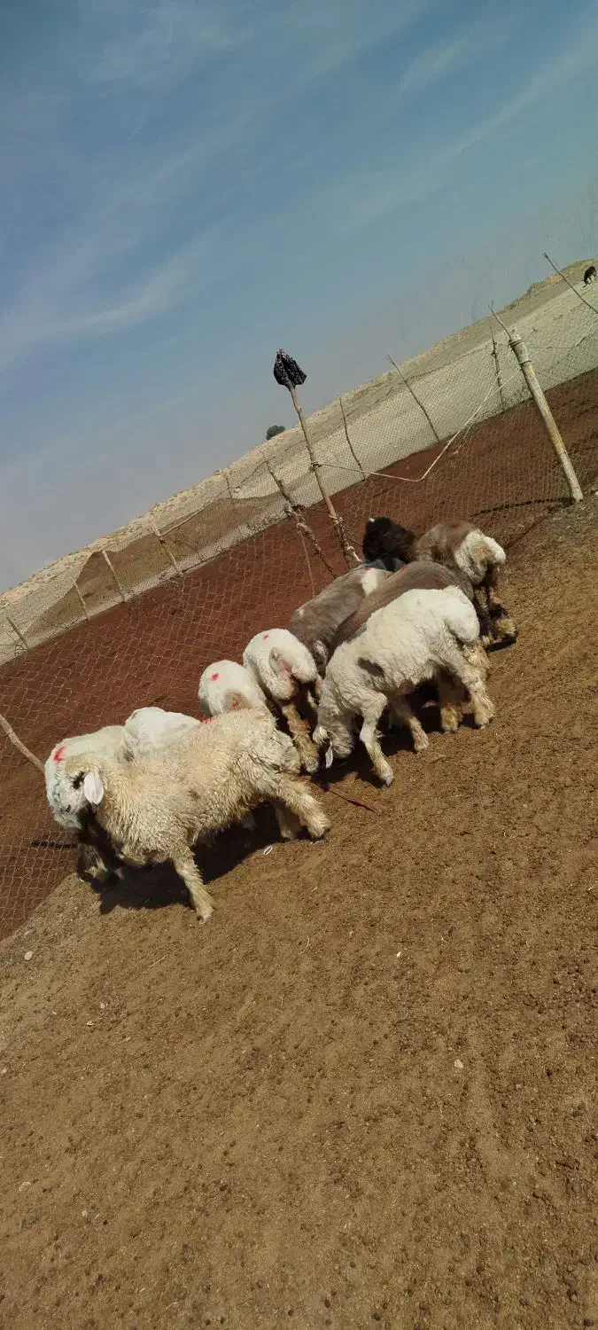 بره ماده|حیوانات مزرعه|مرودشت, مجد آباد|دیوار