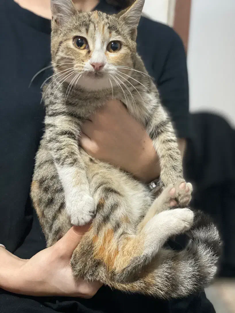 واگذاری بچهگربه|گربه|رشت, علی آباد|دیوار