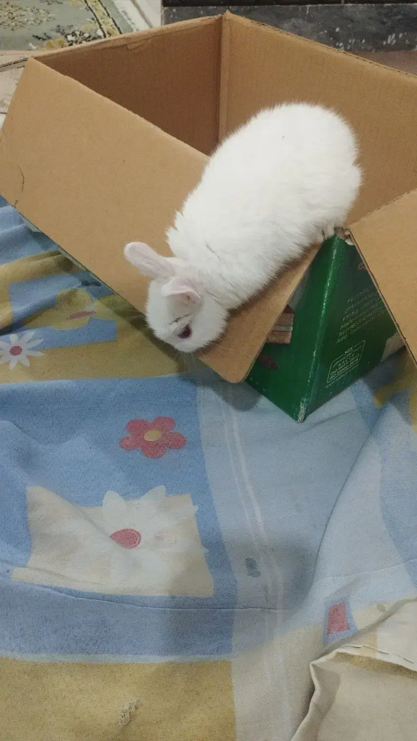 خرگوش مینیاتوری سفیدباهوش وبازیگوش|موش و خرگوش|کرمانشاه, |دیوار