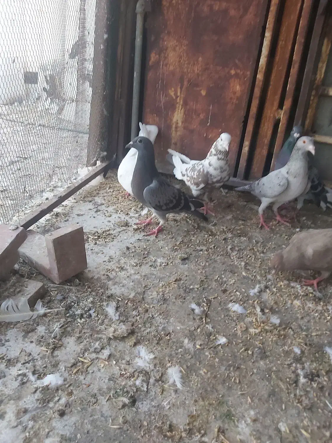 کبوتر|حراج|اهواز, شهرک دانشگاه|دیوار