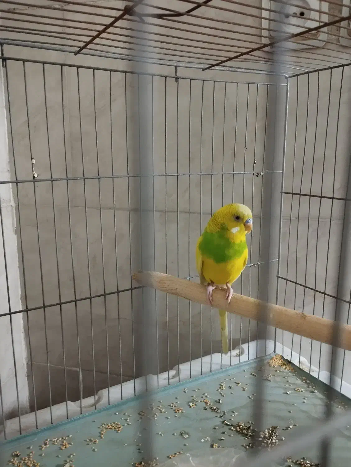 مرغ عشق خوش رنگ|پرنده|مشکیندشت, |دیوار