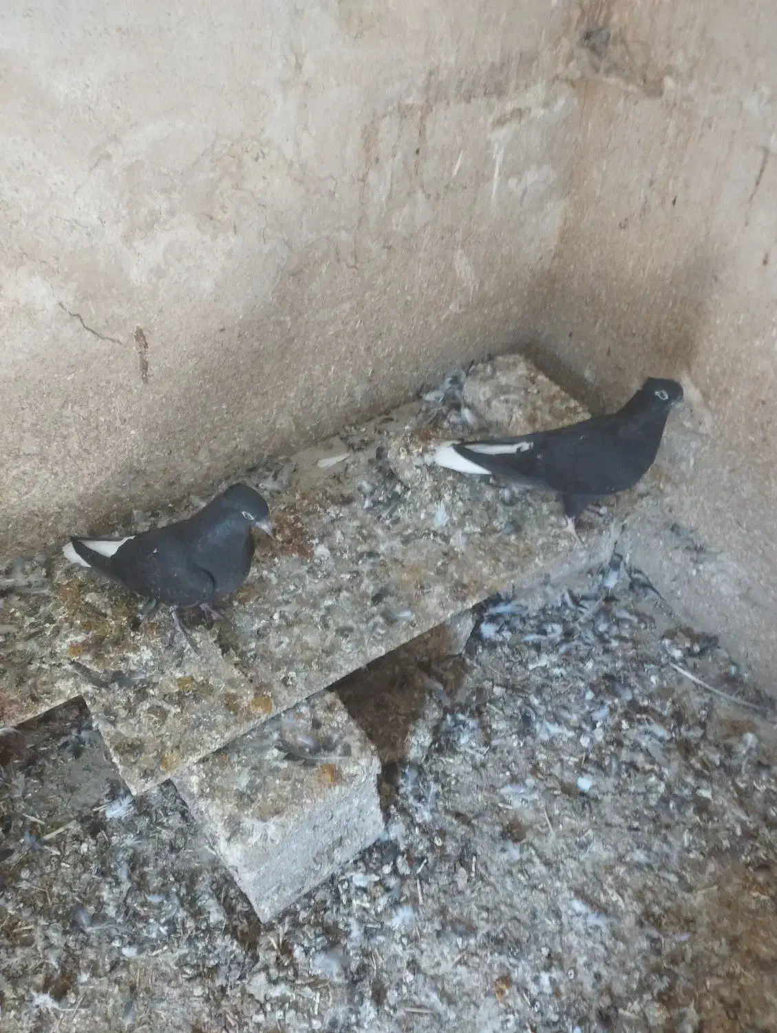 پرنده|پرنده|آغاجاری, |دیوار