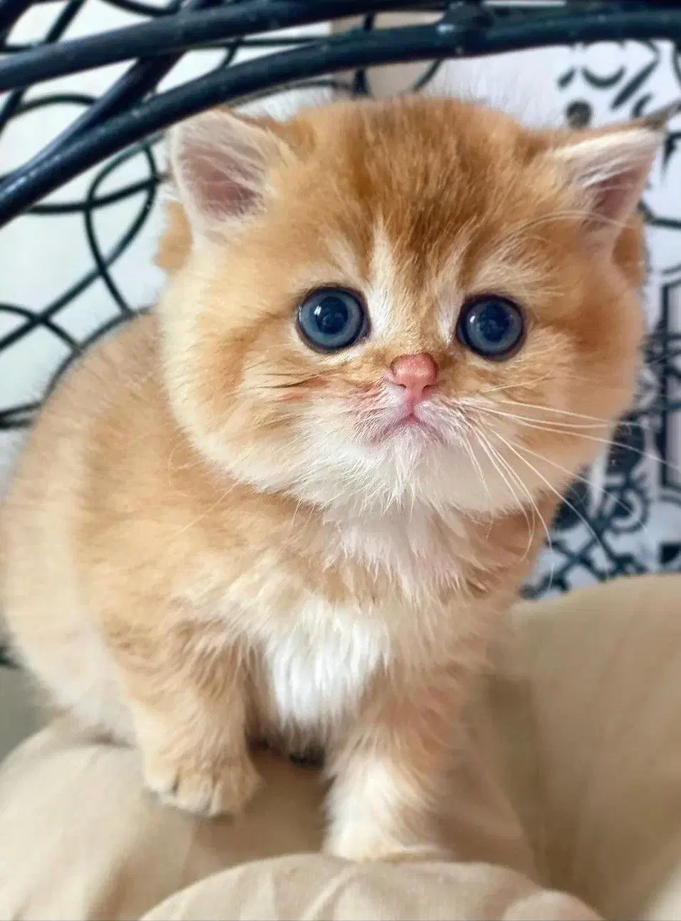 یه تیکه بریتیش قند|گربه|تهران, اختیاریه|دیوار