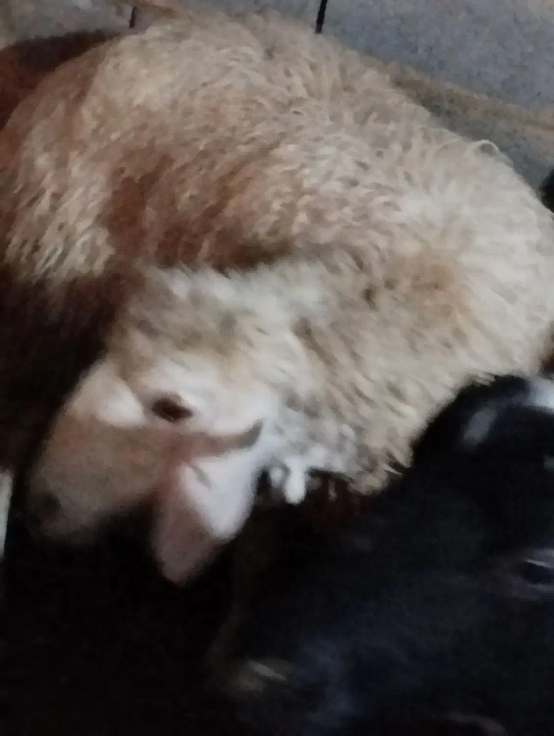 میش|حیوانات مزرعه|مهریز, |دیوار