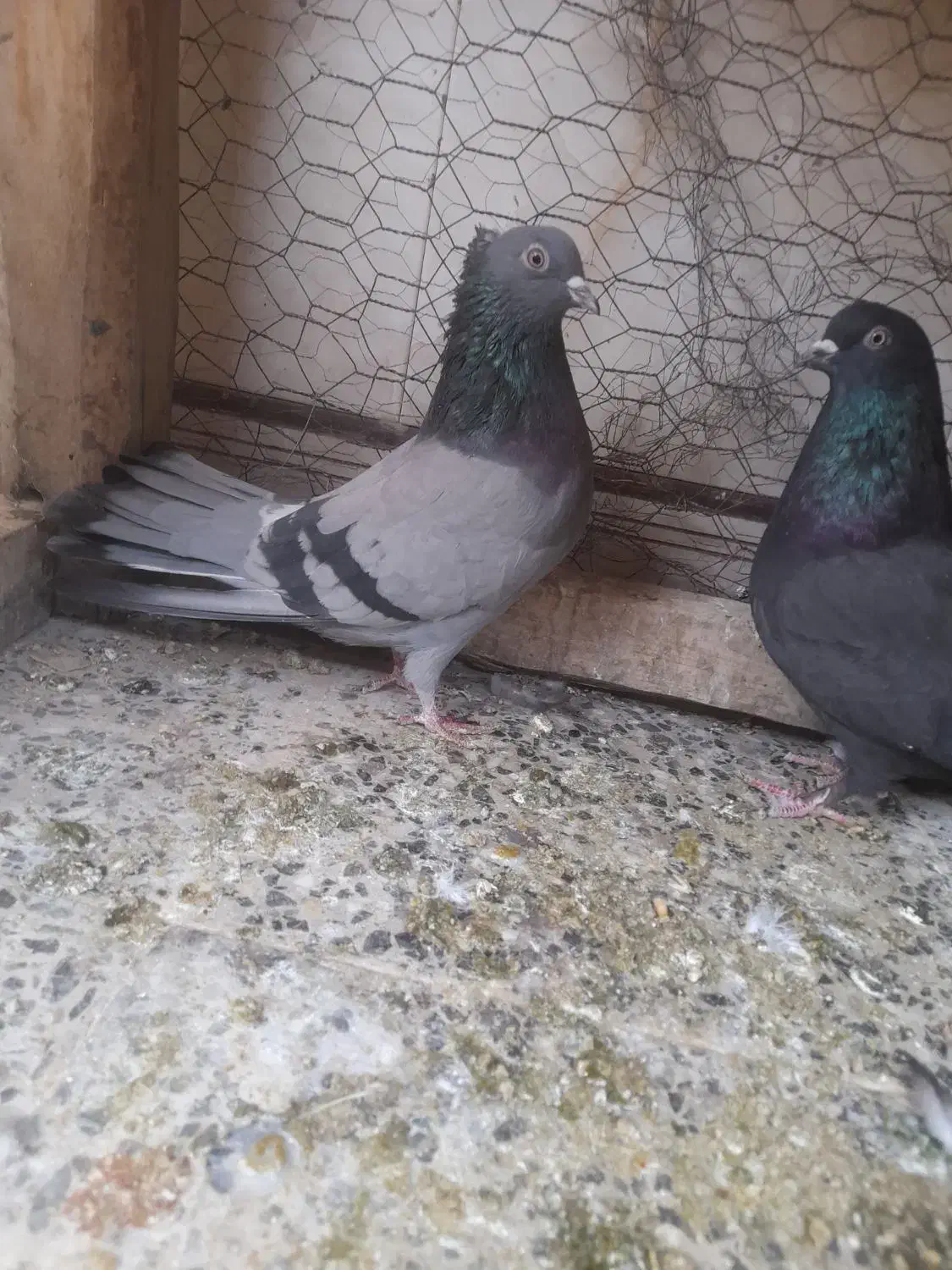 ماده گچی سیاه گرگی|پرنده|شهرکرد, |دیوار