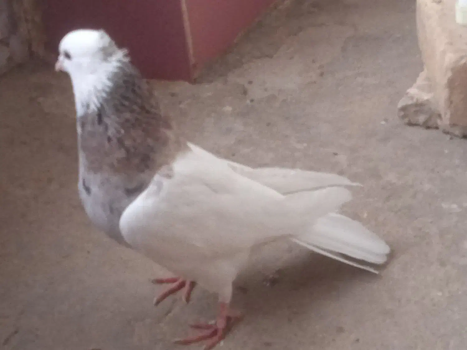 طوقی صرب کفتر صرب کله سینه نقش رنگی|پرنده|خانمیرزا, |دیوار