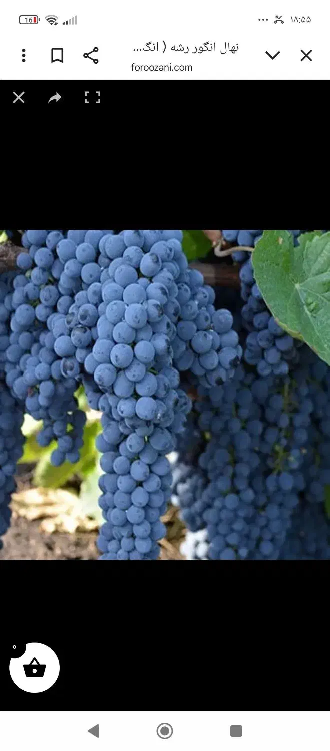 نهالستان مهندس قاسمی تولید کننده انواع نهال|خدمات باغبانی و درختکاری|آبش احمد, |دیوار