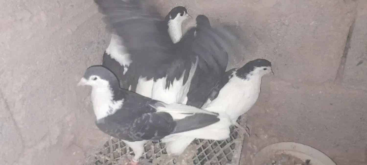 کبوتر کفتر ساده|پرنده|زیرکوه, |دیوار